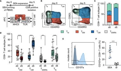 Cytotoxic Efficiency of Human CD8+ T Cell Memory Subtypes